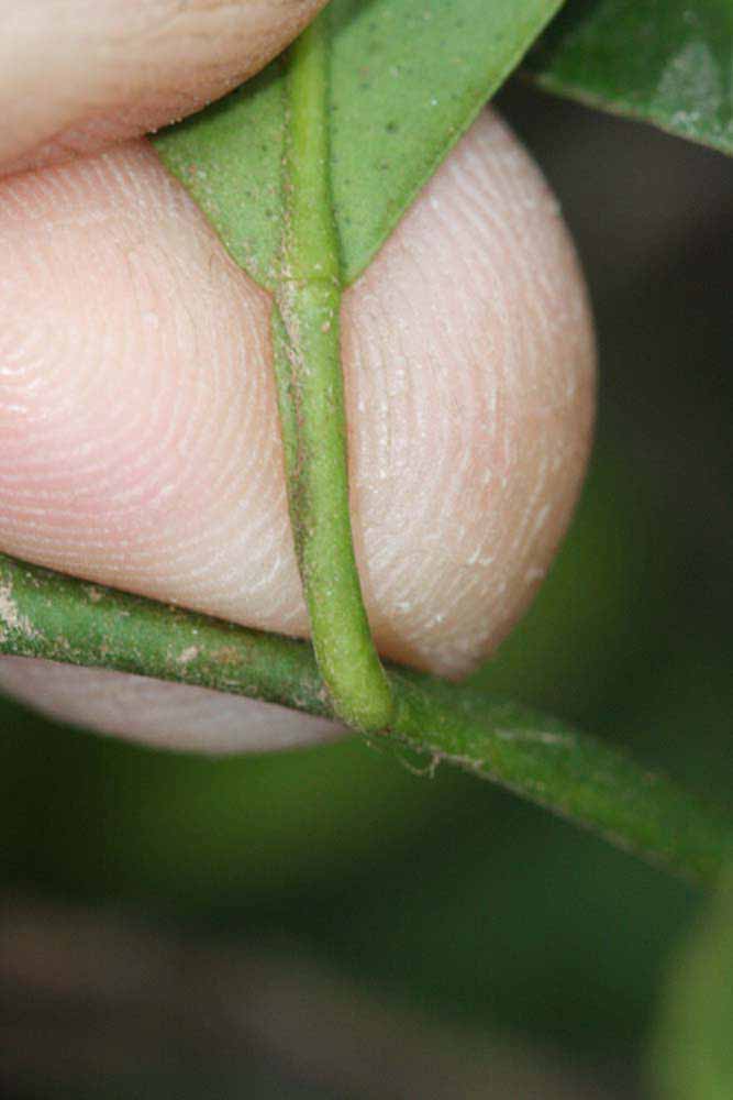              Petiole (Riverside, CA)       